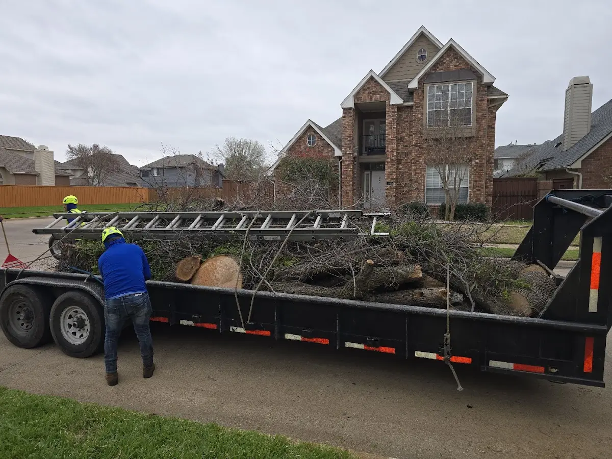 Expert Tree Pest Control with proper safety equipment in Rock Creek